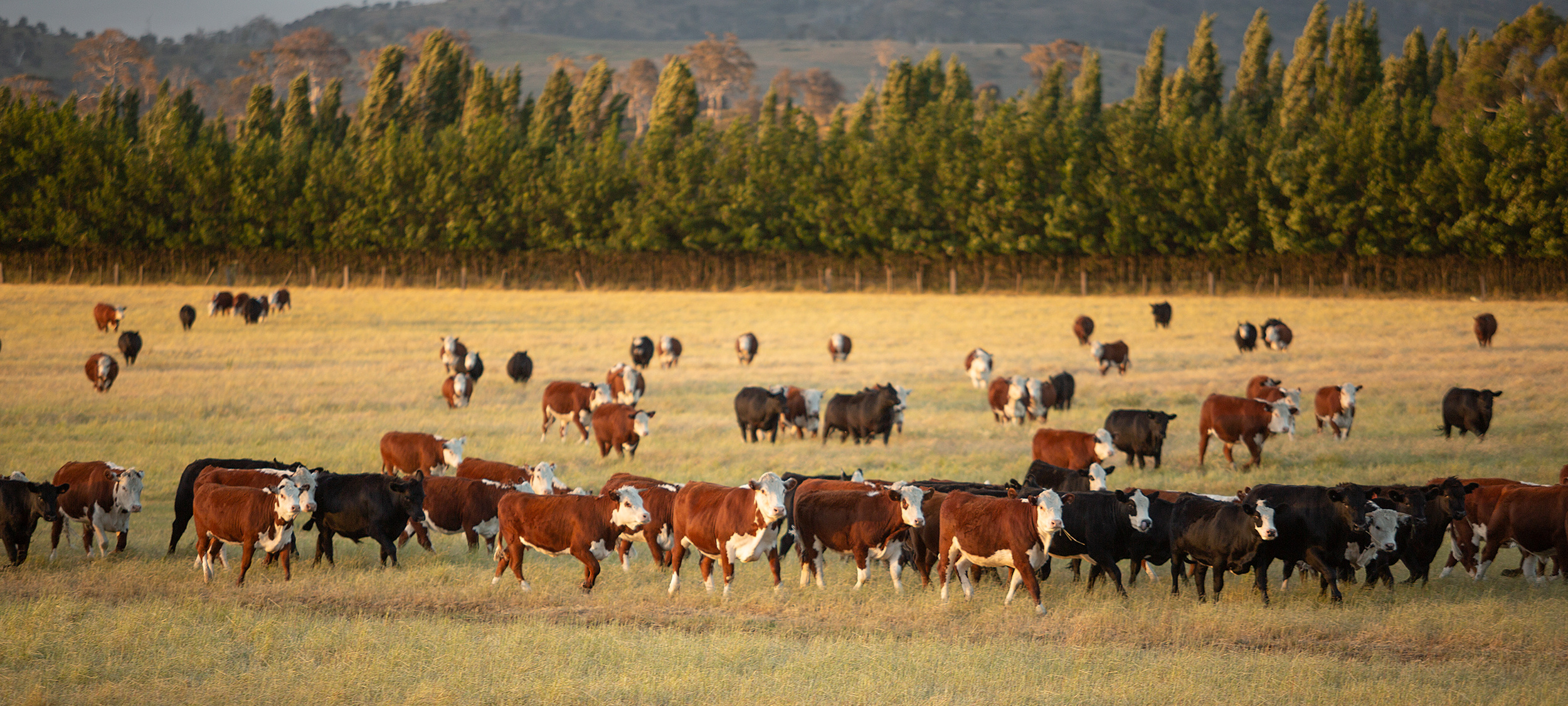 Premium Wholesale Meat Exports for Every Market